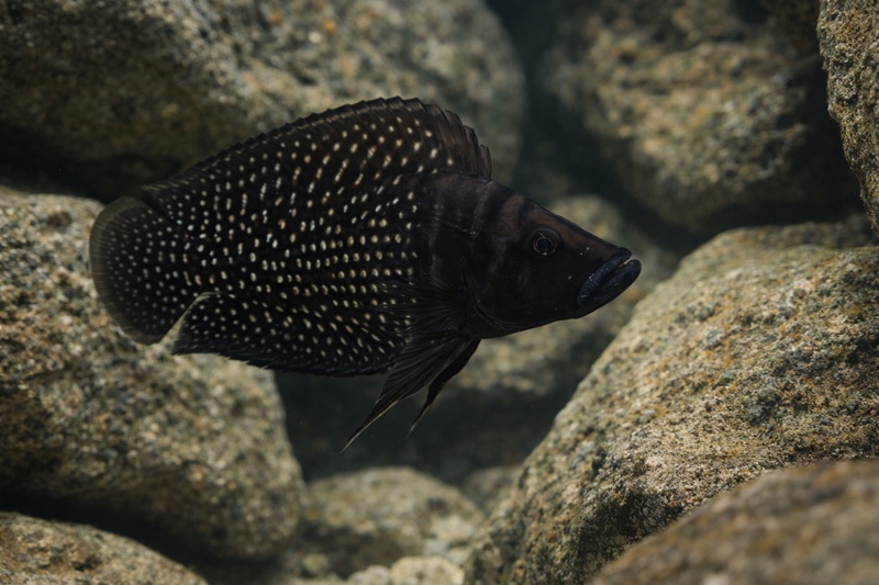 Altolamprologus calvus 'Lupota' (Black)